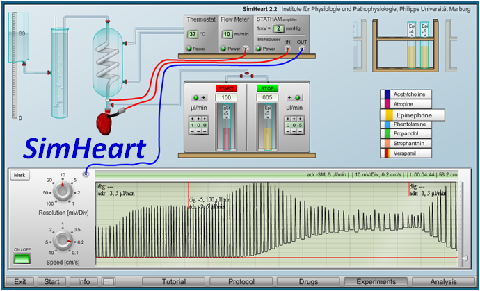 cardiovascular physiology lab report example