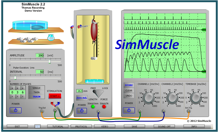 simmuscle