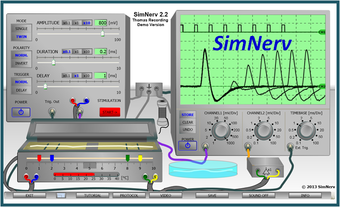 simnerv