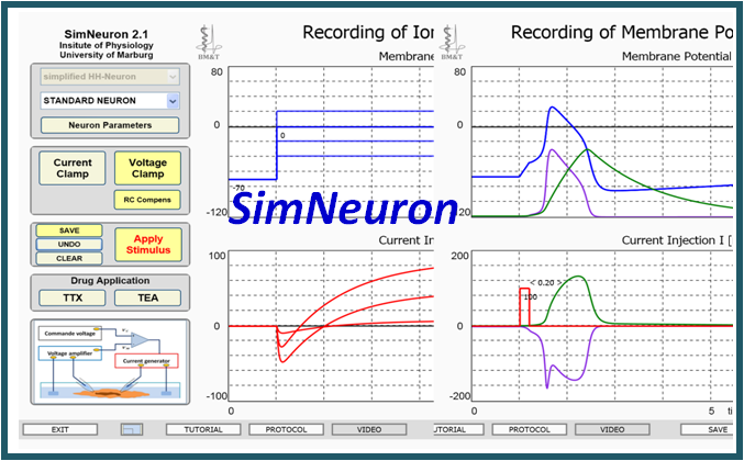 simneuron